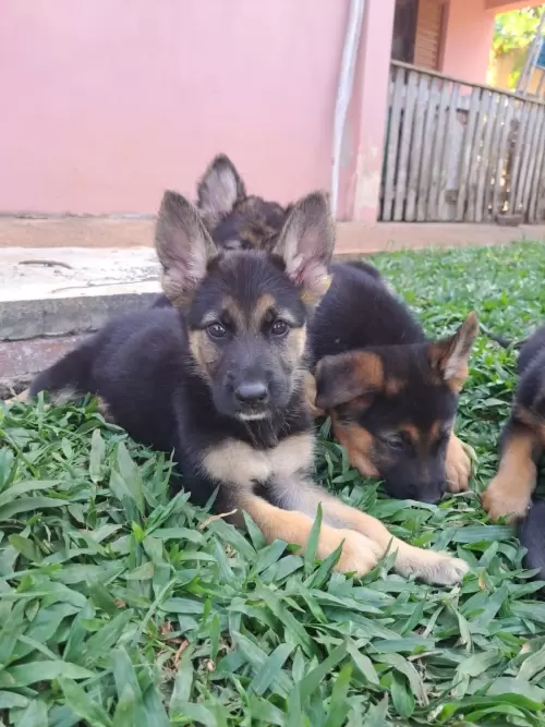 Família Von Klaus