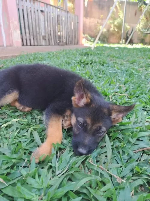 Família Von Klaus