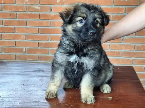 Família Von Klaus