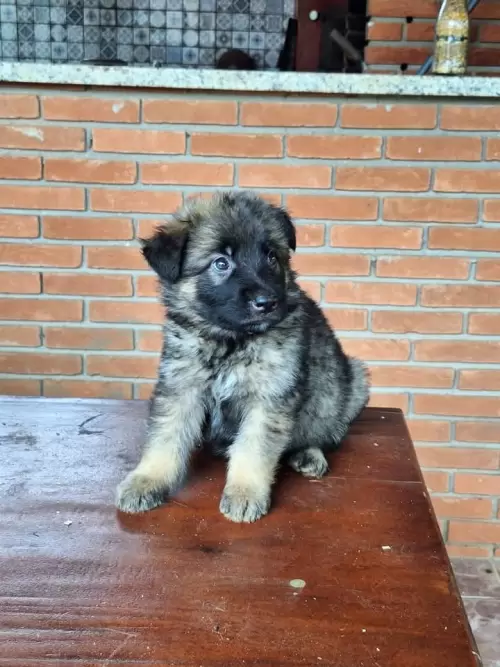 Família Von Klaus