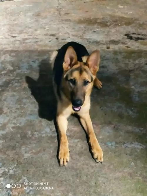Família Von Klaus