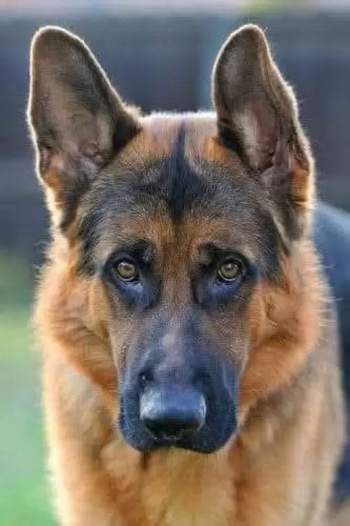 Família Von Klaus