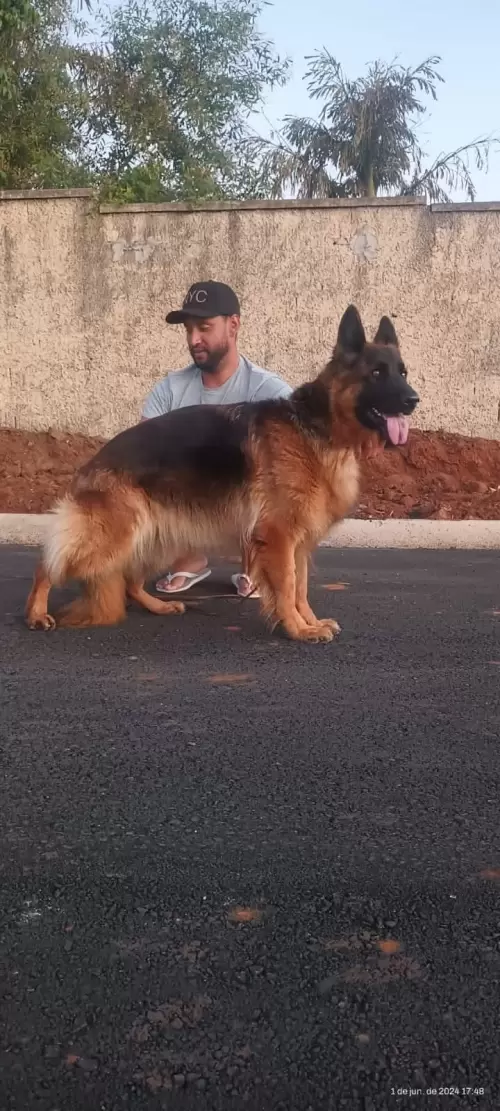 Família Von Klaus