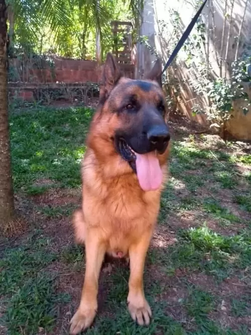 Família Von Klaus