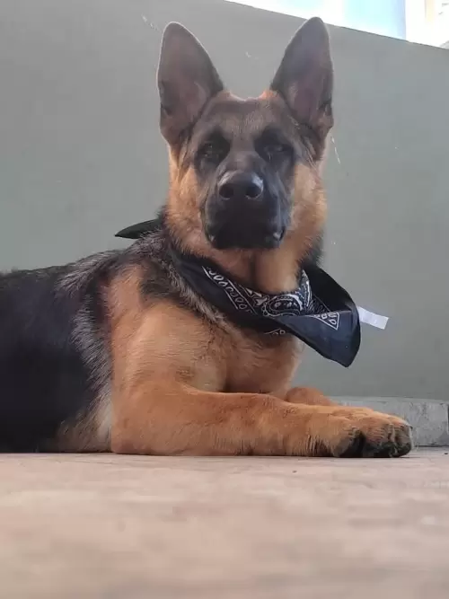 Família Von Klaus