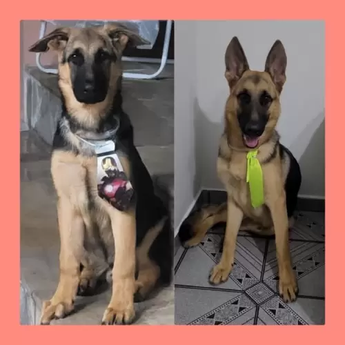 Família Von Klaus
