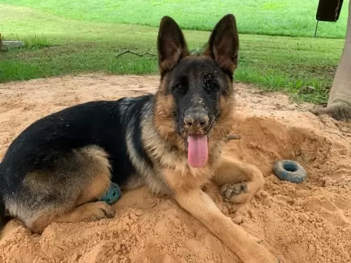Família Von Klaus