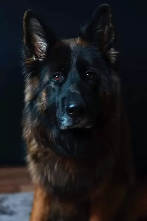 Família Von Klaus