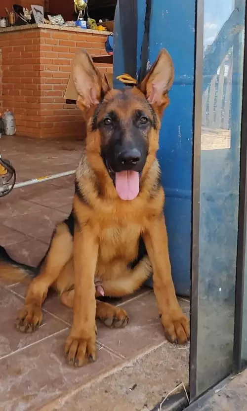 Família Von Klaus