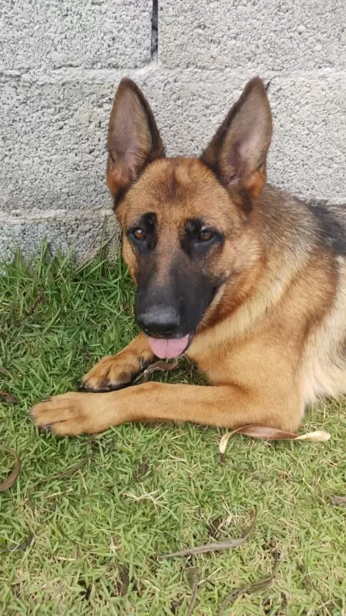 Família Von Klaus