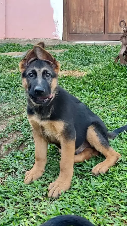 Família Von Klaus