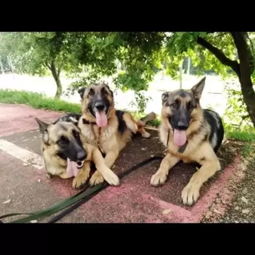 Família Von Klaus