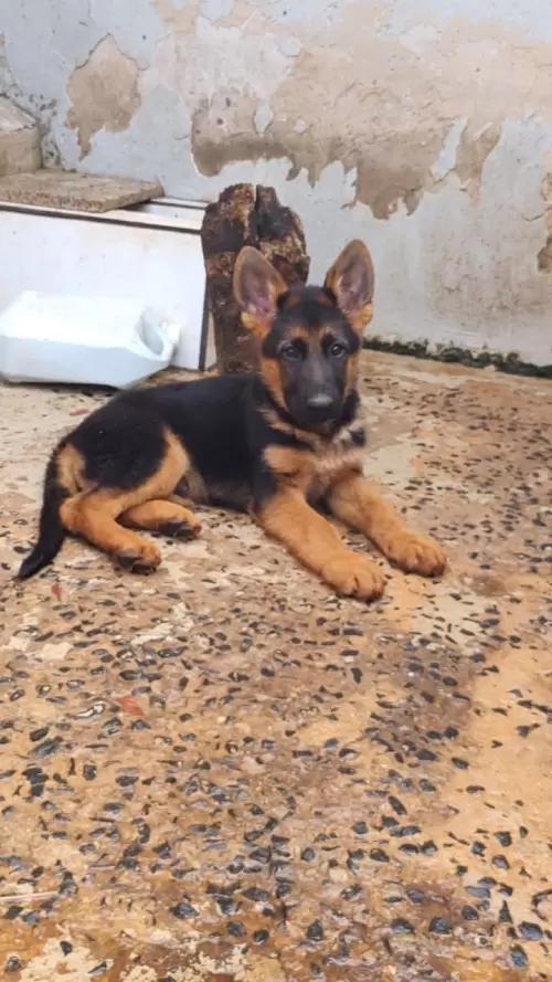 Família Von Klaus