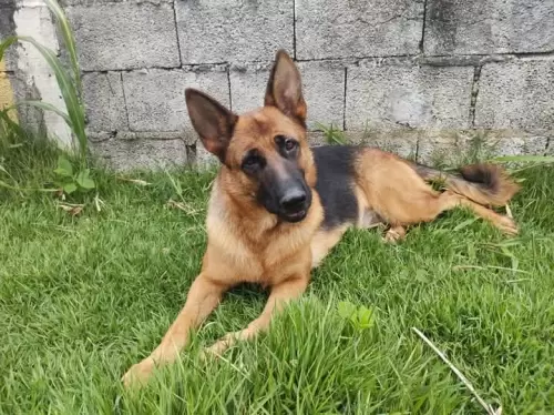 Família Von Klaus