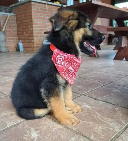 Família Von Klaus