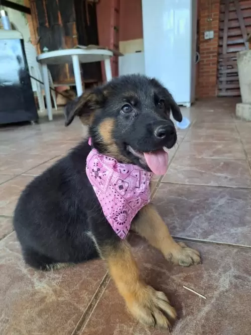 Família Von Klaus
