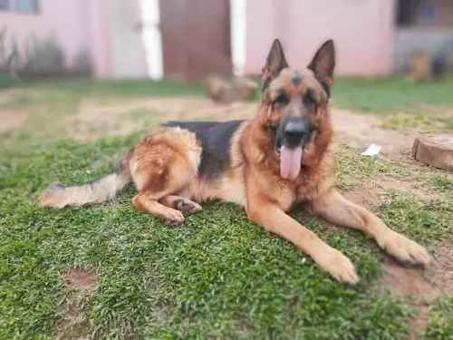 Família Von Klaus