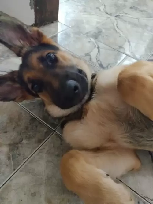 Família Von Klaus