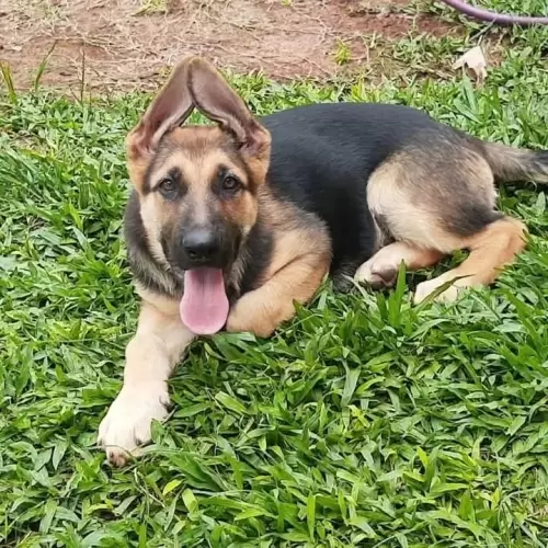 Família Von Klaus