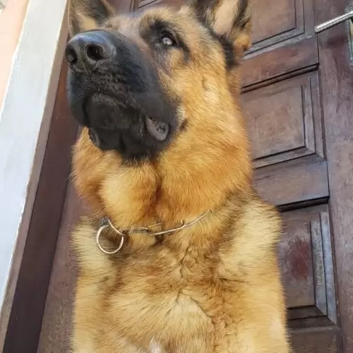 Família Von Klaus