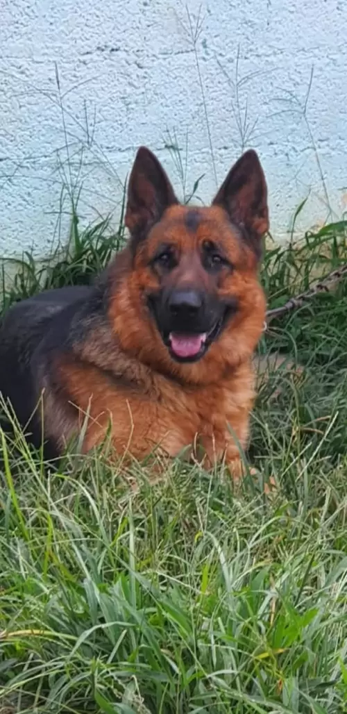 Família Von Klaus