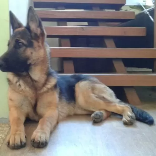 Família Von Klaus