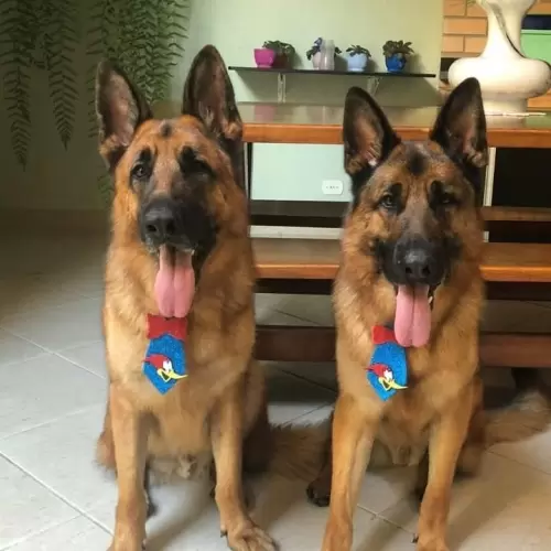 Família Von Klaus