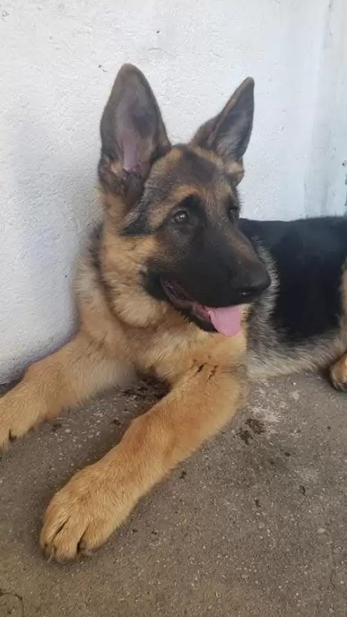Família Von Klaus