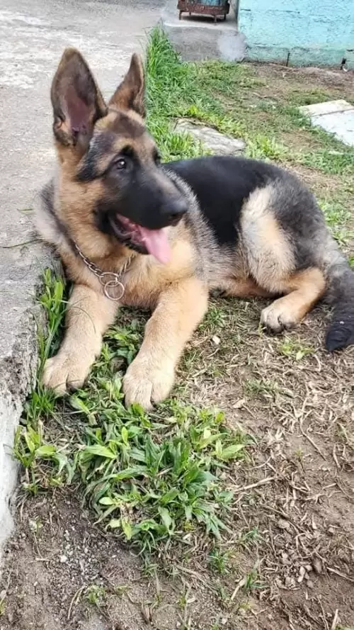 Família Von Klaus