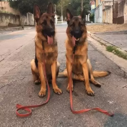 Família Von Klaus