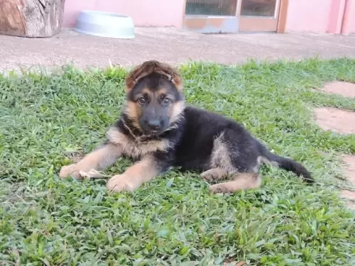 Família Von Klaus