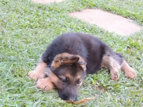 Família Von Klaus