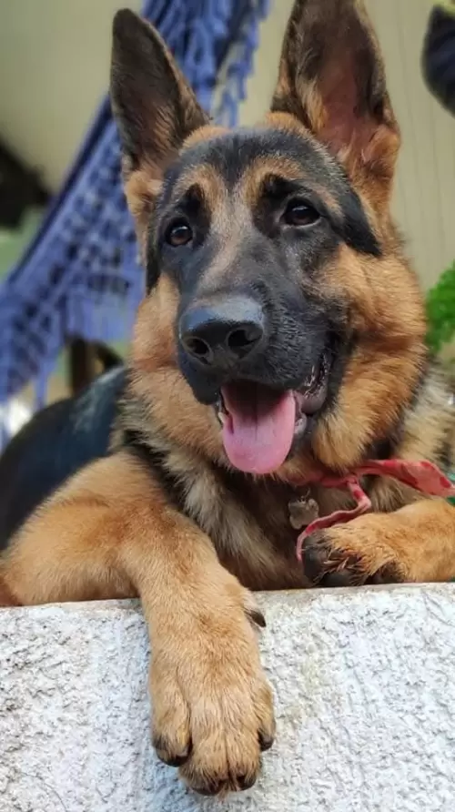 Família Von Klaus