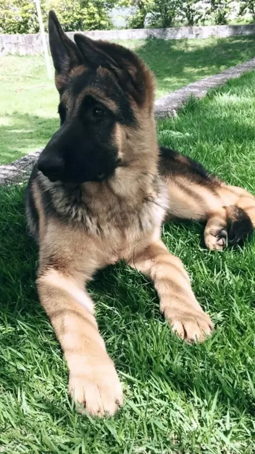 Família Von Klaus