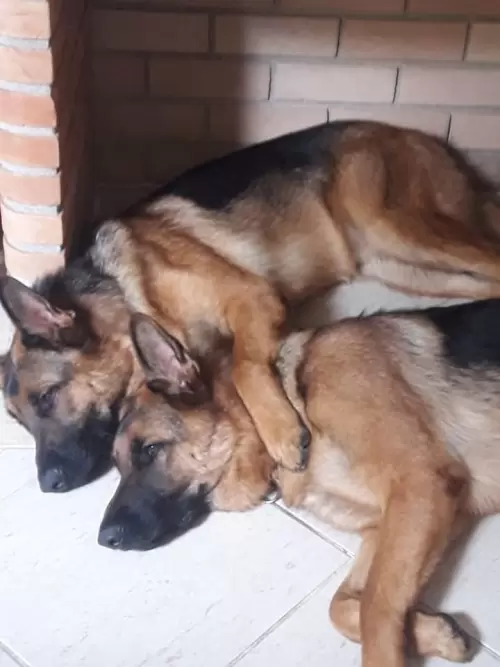 Família Von Klaus