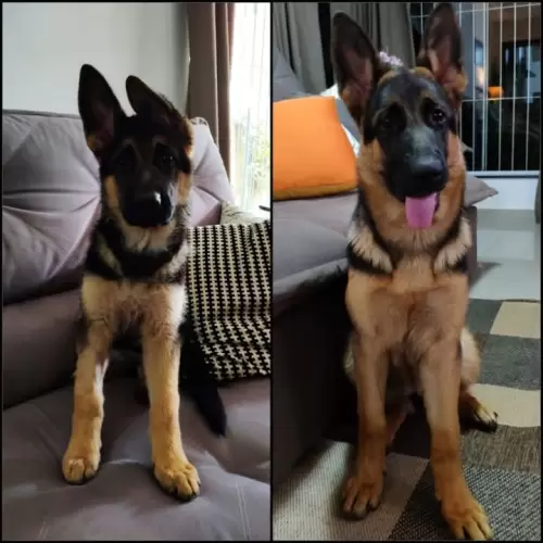 Família Von Klaus