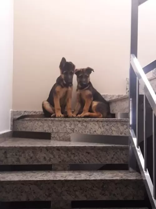 Família Von Klaus