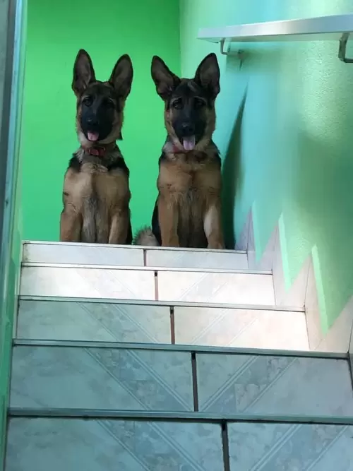 Família Von Klaus