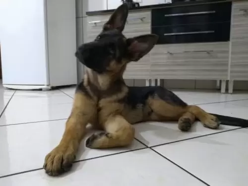 Família Von Klaus