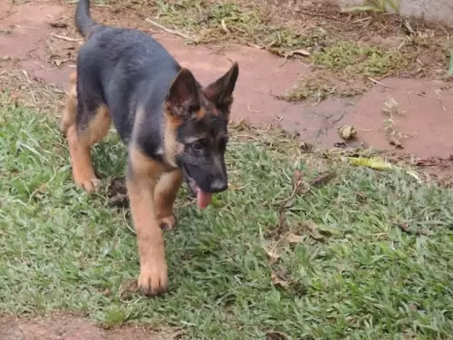 Família Von Klaus