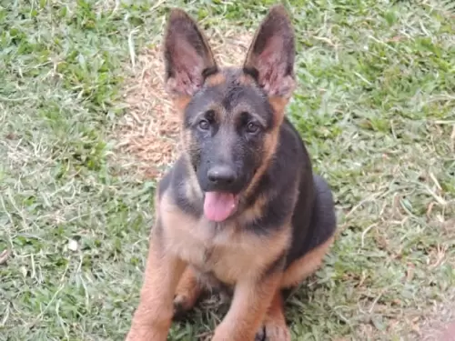 Família Von Klaus