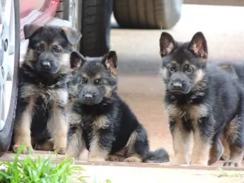 Família Von Klaus