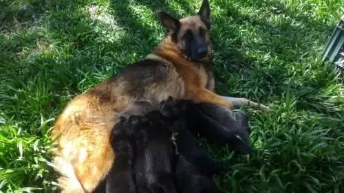 Família Von Klaus