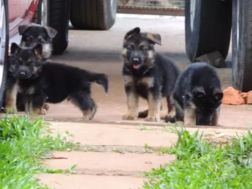 Família Von Klaus