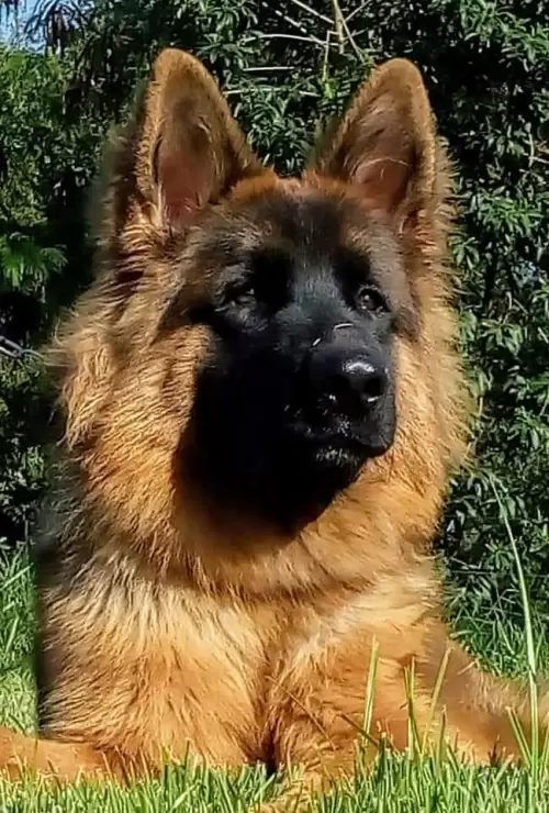 Família Von Klaus